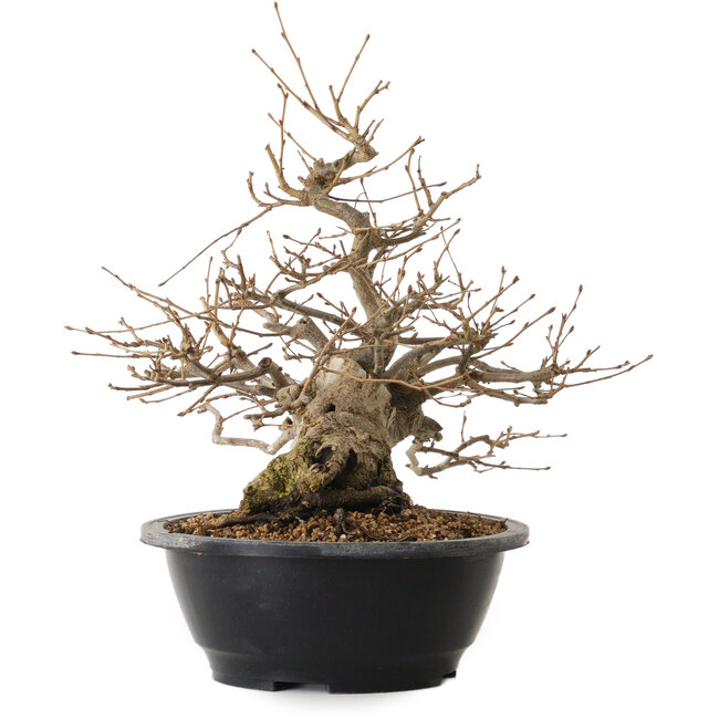 Carpinus coreana, 32 cm, ± 20 ans, avec un nebari de 15 cm