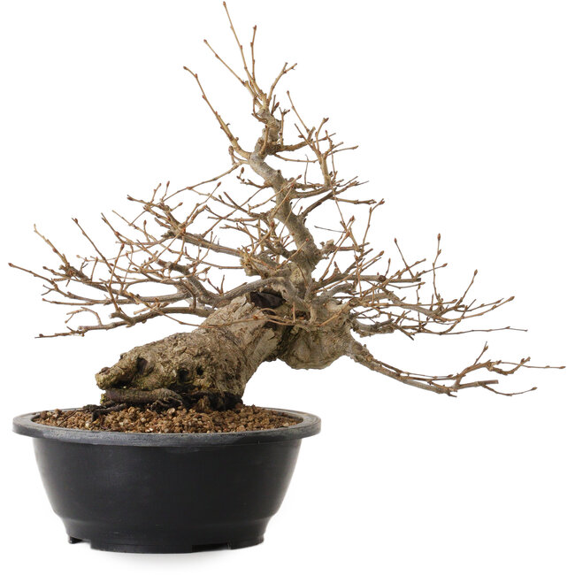 Carpinus coreana, 32 cm, ± 20 ans, avec un nebari de 15 cm