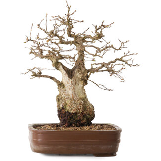 Carpinus coreana, 30 cm, ± 20 jaar oud