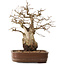 Carpinus coreana, 30 cm, ± 20 years old, in a pot with a missing foot