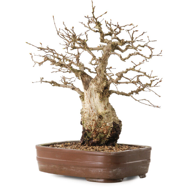 Carpinus coreana, 30 cm, ± 20 años, en una maceta con un pie faltante.