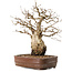 Carpinus coreana, 30 cm, ± 20 years old, in a pot with a missing foot