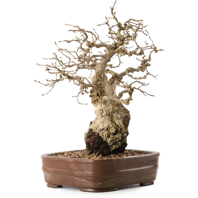 Carpinus coreana, 30 cm, ± 20 years old, in a pot with a missing foot