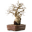 Carpinus coreana, 30 cm, circa 20 anni, in vaso con una base mancante