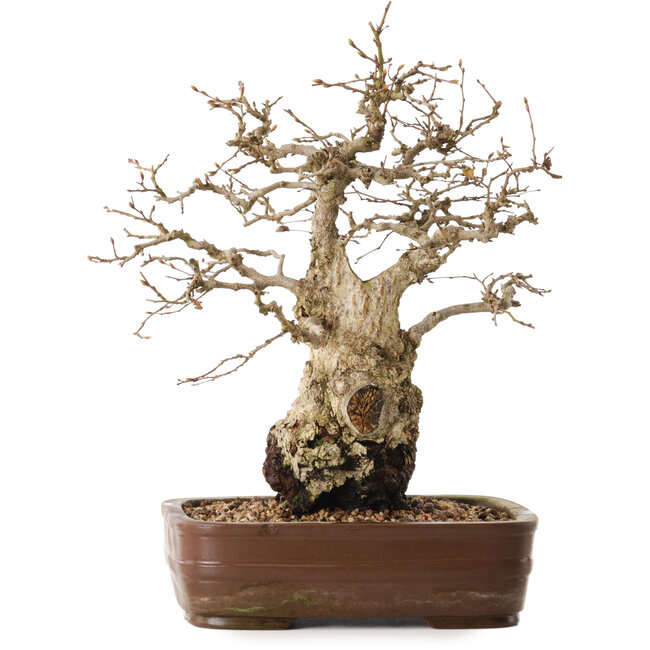 Carpinus coreana, 30 cm, circa 20 anni, in vaso con una base mancante