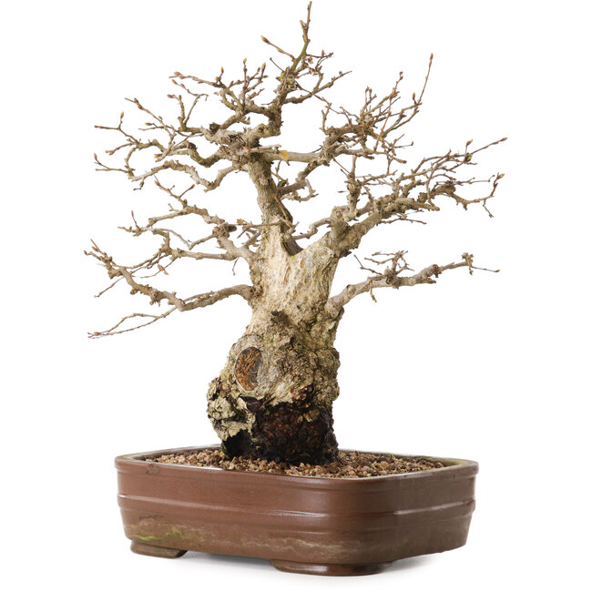 Carpinus coreana, 30 cm, environ 20 ans, en pot sans pied.