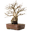Carpinus coreana, 30 cm, circa 20 anni, in vaso con una base mancante