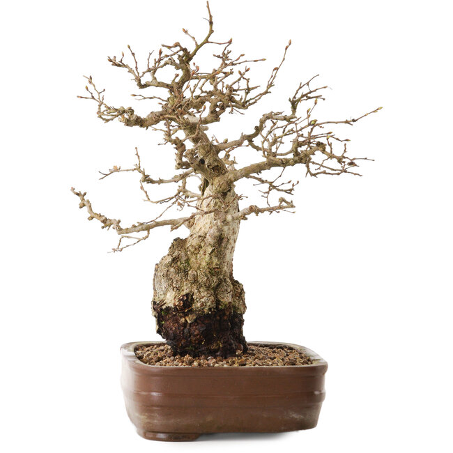 Carpinus coreana, 30 cm, environ 20 ans, en pot sans pied.