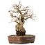 Carpinus coreana, 30 cm, ± 20 jaar oud, in een pot waarvan een voet ontbreekt.
