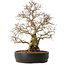Carpinus coreana, 50 cm, ± 20 anni, con nebari di 20 cm