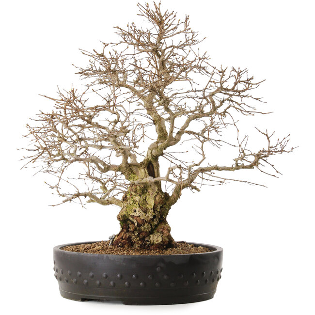 Carpinus coreana, 50 cm, ± 20 años de edad, con un nebari de 20 cm