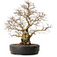 Carpinus coreana, 50 cm, ± 20 years old, with a nebari of 20 cm