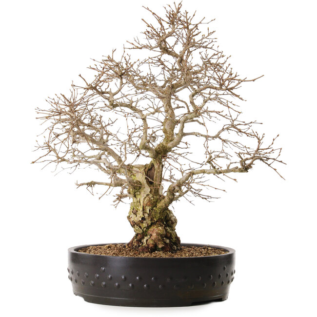 Carpinus coreana, 50 cm, ± 20 years old, with a nebari of 20 cm