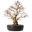 Carpinus coreana, 50 cm, ± 20 years old, with a nebari of 20 cm