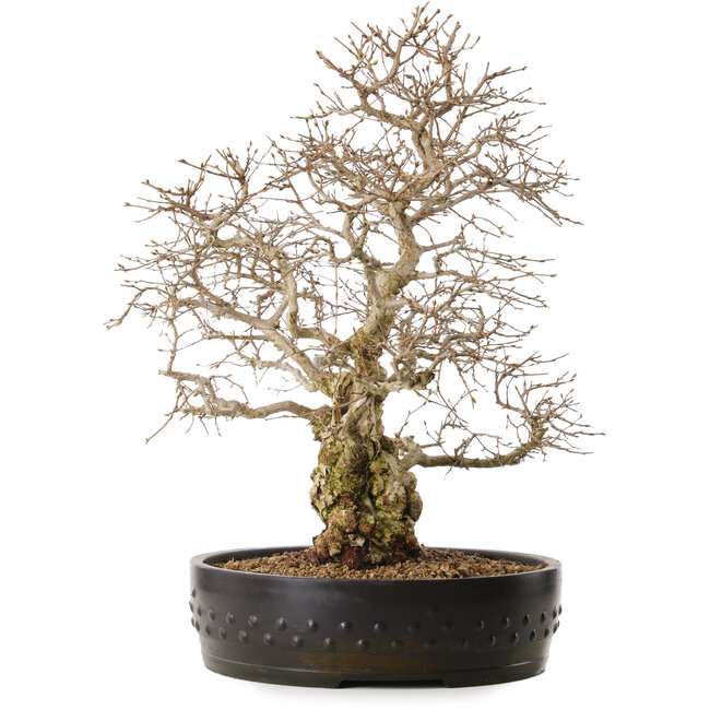 Carpinus coreana, 50 cm, ± 20 years old, with a nebari of 20 cm