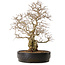 Carpinus coreana, 50 cm, ± 20 years old, with a nebari of 20 cm
