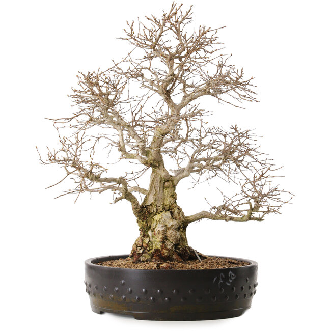 Carpinus coreana, 50 cm, ± 20 anni, con nebari di 20 cm