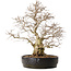 Carpinus coreana, 50 cm, ± 20 anni, con nebari di 20 cm