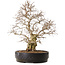 Carpinus coreana, 50 cm, ± 20 años de edad, con un nebari de 20 cm
