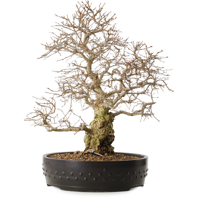 Carpinus coreana, 50 cm, ± 20 años de edad, con un nebari de 20 cm