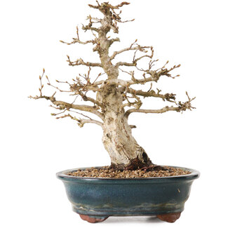 Carpinus coreana, 24 cm, ± 20 Jahre alt