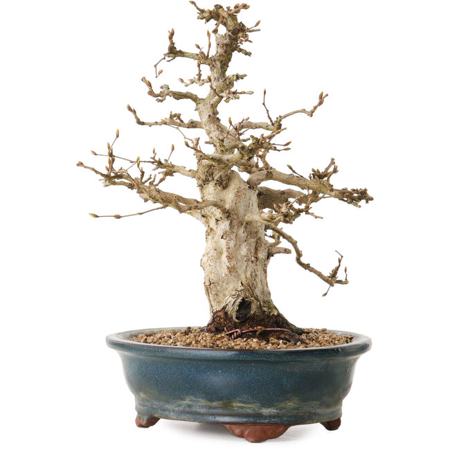 Carpinus coreana, 24 cm, ± 20 ans, avec un nebari de 8 cm