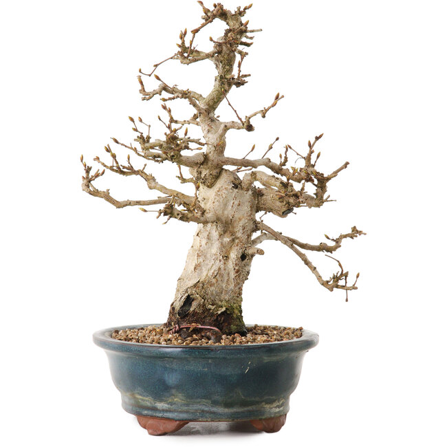 Carpinus coreana, 24 cm, ± 20 Jahre alt, mit einem Nebari von 8 cm