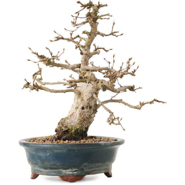Carpinus coreana, 24 cm, ± 20 Jahre alt, mit einem Nebari von 8 cm