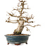 Carpinus coreana, 24 cm, ± 20 years old, with a nebari of 8 cm