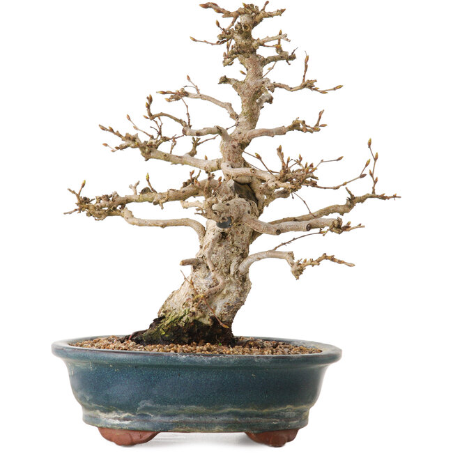 Carpinus coreana, 24 cm, ± 20 ans, avec un nebari de 8 cm