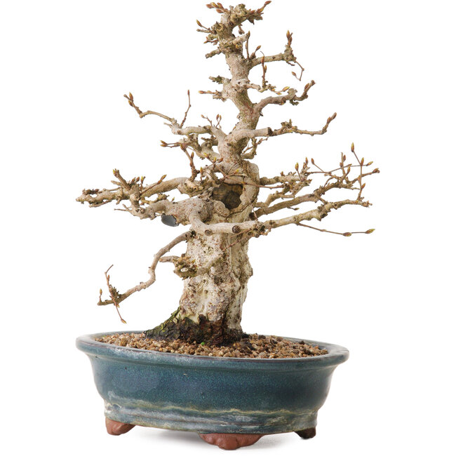 Carpinus coreana, 24 cm, ± 20 Jahre alt, mit einem Nebari von 8 cm