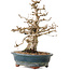 Carpinus coreana, 24 cm, ± 20 years old, with a nebari of 8 cm