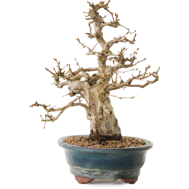 Carpinus coreana, 24 cm, ± 20 jaar oud, met een nebari van 8 cm