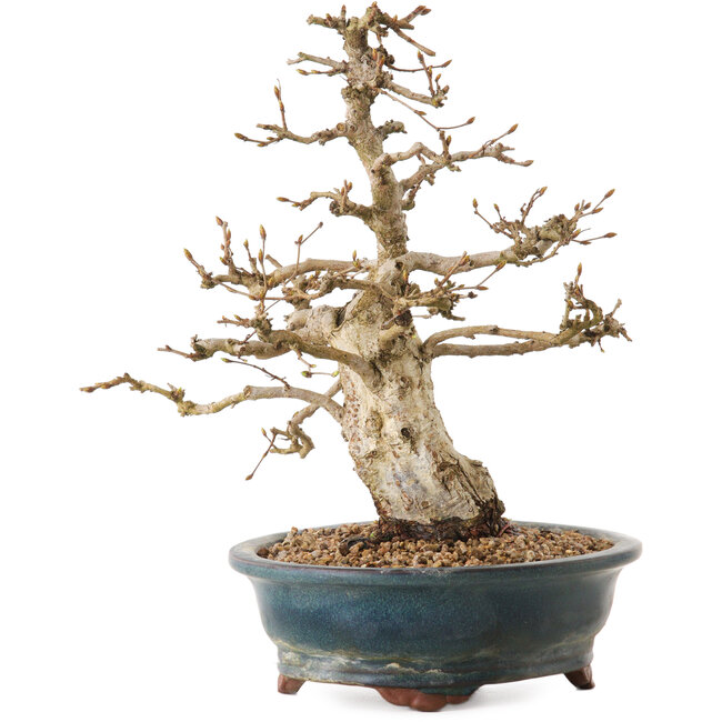 Carpinus coreana, 24 cm, ± 20 ans, avec un nebari de 8 cm