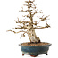 Carpinus coreana, 24 cm, ± 20 jaar oud, met een nebari van 8 cm