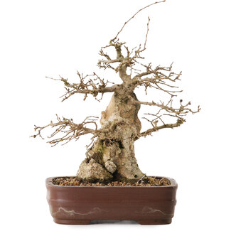 Carpinus coreana, 30 cm, ± 20 jaar oud