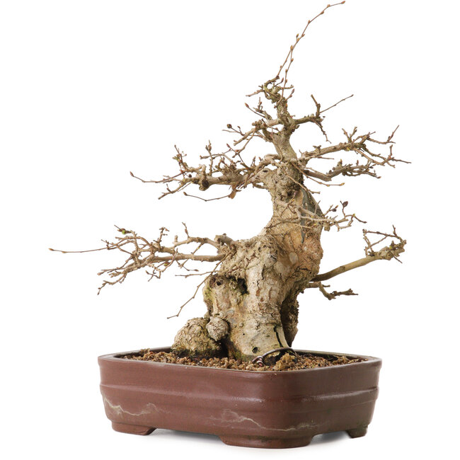 Carpinus coreana, 30 cm, ± 20 ans, avec un nebari de 13 cm