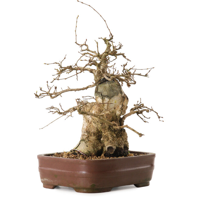 Carpinus coreana, 30 cm, ± 20 anni, con nebari di 13 cm