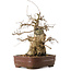 Carpinus coreana, 30 cm, ± 20 years old, with a nebari of 13 cm