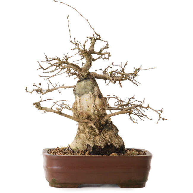 Carpinus coreana, 30 cm, ± 20 years old, with a nebari of 13 cm
