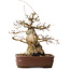 Carpinus coreana, 30 cm, ± 20 jaar oud, met een nebari van 13 cm