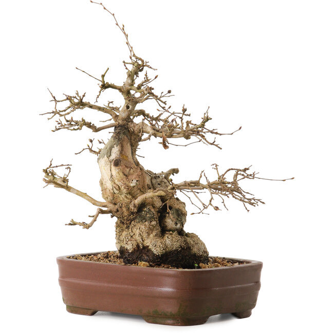 Carpinus coreana, 30 cm, ± 20 ans, avec un nebari de 13 cm