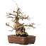 Carpinus coreana, 30 cm, ± 20 years old, with a nebari of 13 cm