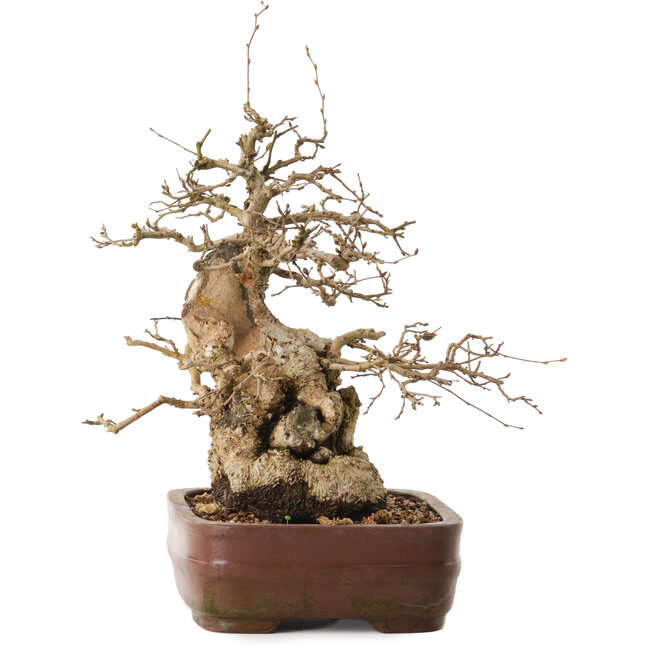 Carpinus coreana, 30 cm, ± 20 jaar oud, met een nebari van 13 cm