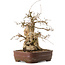 Carpinus coreana, 30 cm, ± 20 Jahre alt, mit einem Nebari von 13 cm