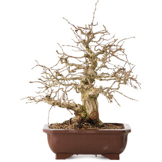 Carpinus coreana, 36 cm, ± 20 years old