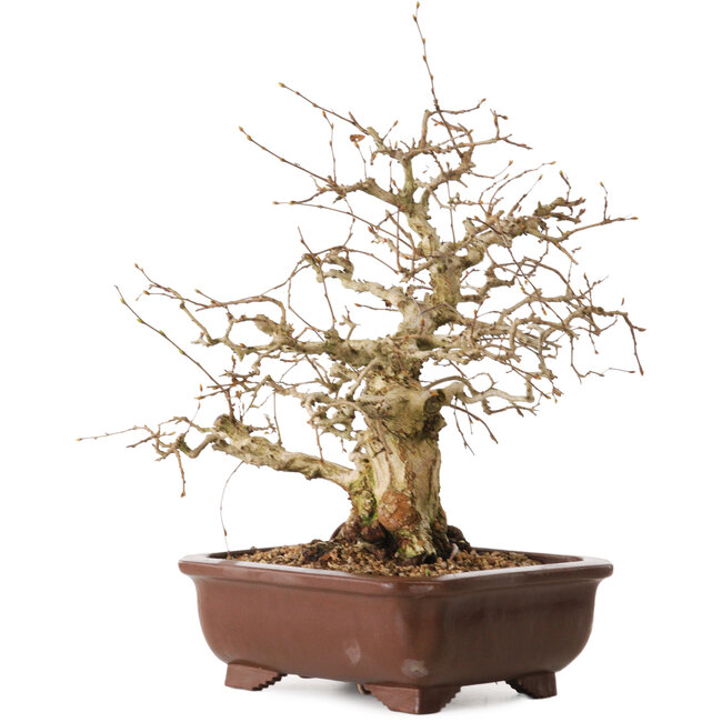 Carpinus coreana, 36 cm, ± 20 Jahre alt, mit einem Nebari von 13 cm