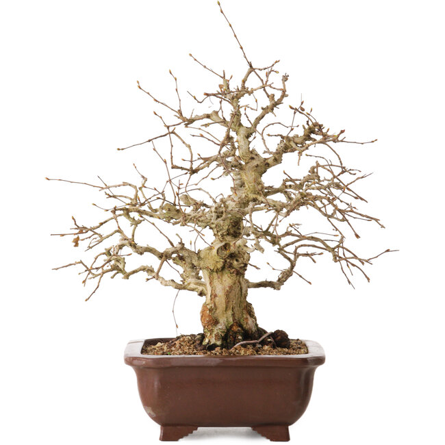 Carpinus coreana, 36 cm, ± 20 years old, with a nebari of 13 cm