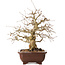 Carpinus coreana, 36 cm, ± 20 Jahre alt, mit einem Nebari von 13 cm
