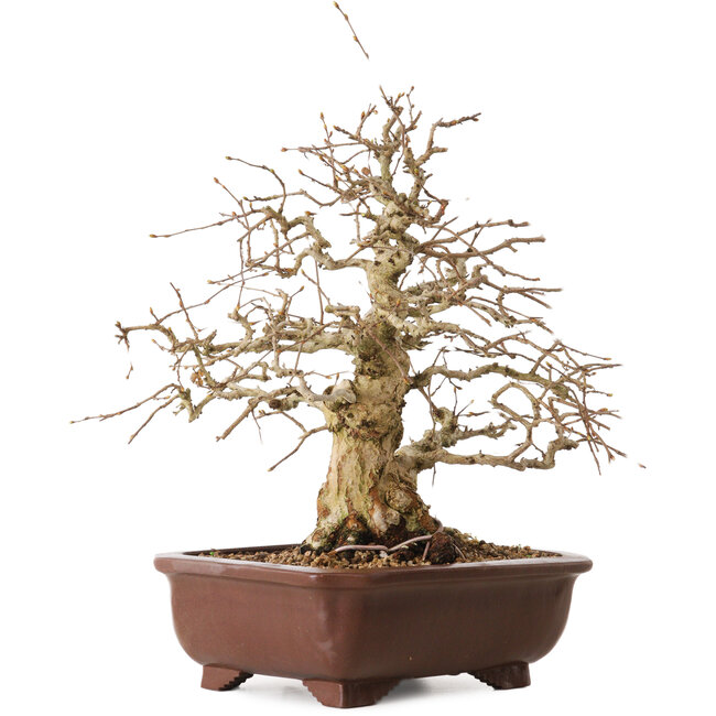 Carpinus coreana, 36 cm, ± 20 Jahre alt, mit einem Nebari von 13 cm